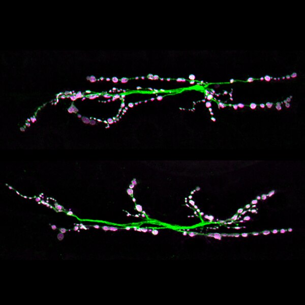 Immunofluorescent image of neuromuscular junctions from control (top) and mutant (bottom) Drosophila labeled with DSHB antibody 3H2 2D7 against Synaptotagmin (magenta). PMID: 39604386, Fig. 2A.